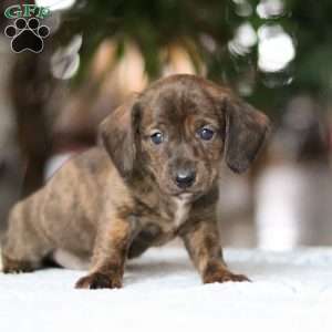 Little Smokie, Dachshund Puppy